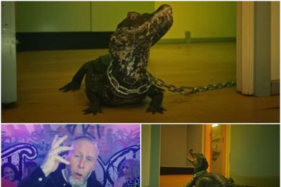 Det er denne kaiman, der hedder Arne, som er en af stjernerne i den nye musikvideo fra L.O.C. Det var underoptagelserne til videoen, at en 24-årig mand fra Herning-egnen blev bidt. Foto: Warner Music Denmark