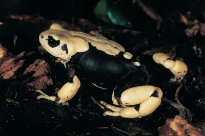 Tudsearten Nectophrynoides uhehe er den ene af tre nyopdagede tudsearter. (Arkivfoto).