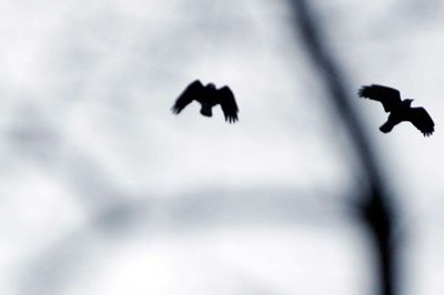 Forstkandidat Kristian Nielsen mener, at det bliver svært at klappe rågerne væk. De flytter sig bare og bygger rede et nyt sted.