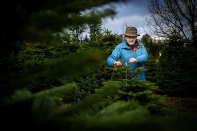 Lars Geil fra Gl. Rye har været i juletræsbranchen i over 35 år, og han glæder sig over optimale vejrforhold under årets høst af op mod 170.000 juletræer i Ry-området.