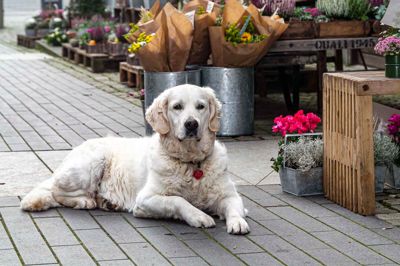 Berta ligger ofte på Frederiksgade i løbet af sommerhalvåret og hilser kun på dem, der nærmer sig den selskabelige hund.