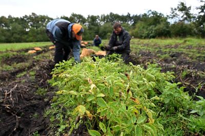 KMC har en forsøgsmark, hvor man arbejder med at forbedre de genetiske egenskaber hos kartofler.