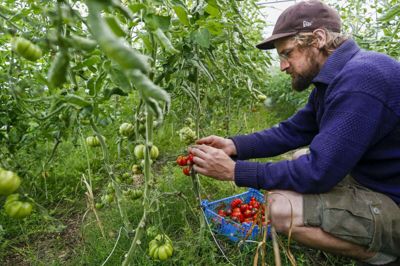 I det 160 kvadratmeter store drivhus har Peter Nyby og Louise Markfoged Madsen plukket tusindvis af tomater gennem årene. Arkivfoto: Steen Don
