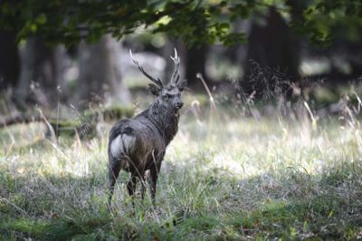 Sikahjort er havnet på EU's liste over invasive arter, fordi arten ikke er naturligt hjemmehørende i Europa og risikerer at skabe en hybridbestand, hvis den parrer sig med krondyr. (Arkivfoto).