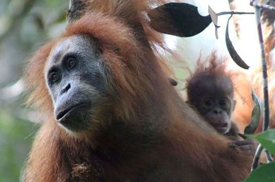 I regnskove på Sumatra i Indonesien holder omkring 800 af de sjældne Tapanuli-orangutanger til. (Arkivfoto).