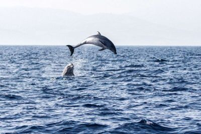 De almindelige delfiner lever i troperne og subtroperne. Man ser dem derfor sjældent i Danmark. På billedet kan delfinerne ses nær Malaga i Spanien i september. (Arkivfoto).