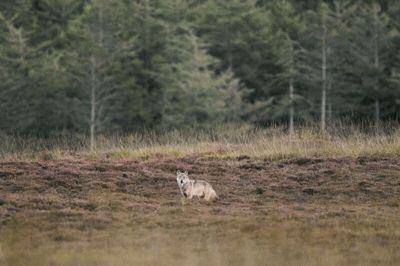 En vild ulv i Vestjylland blev fanget på kamera i september. Kort tid efter fik de første landmænd tilladelse til at regulere en såkaldt problemulv. (Arkivfoto).