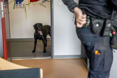 En hund undersøger et besøgsrum i Enner Mark Fængsel i Horsens. Landets fængsler mangler ansatte, og derfor er det glædeligt, at der kommer flere elever, lyder det fra direktøren for Danmarks Fængsler. (Arkivfoto).