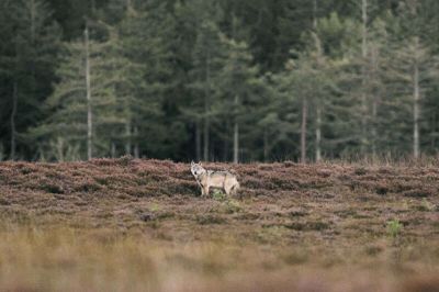 Danmarks vilde ulve holder til i Jylland - blandt andet denne vilde ulv, som er fotograferet i Vestjylland i september 2025. Arkivfoto