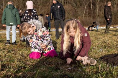 Røskva My Thylstrup (t.v.) og Iben Shøifel Hansen dybt fokuserede på at plante agern.