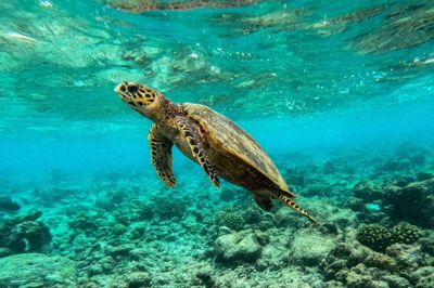 En ny FN-traktat har til formål at beskytte biodiversiteten i det åbne hav. (Arkivfoto)