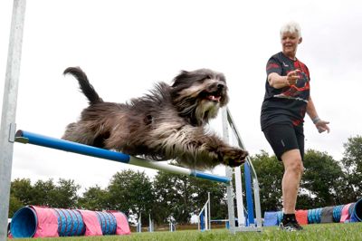 Mere end 500 hunde og deres førere vil komme til Sdr. Felding til juli for at deltage i Danisk Aqility Week. De 250 pladser til campingvogne var revet på 12 timer.