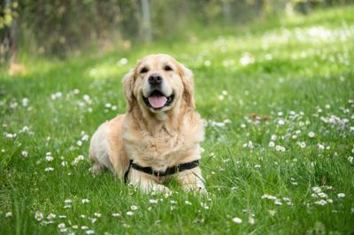 Golden retrieveren indtager tredjepladsen på listen over danskernes foretrukne hunde i 2025.