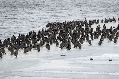 FN vurderer, at skarvbestanden er vokset fra cirka 50.000 i 1970’erne til over 2 millioner i dag.