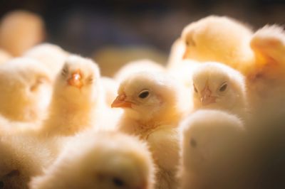 Tre store kyllingefarm, der til sammen skal producere op mod 1,5 million kyllinger om året, er på vej ved populær turistattraktion