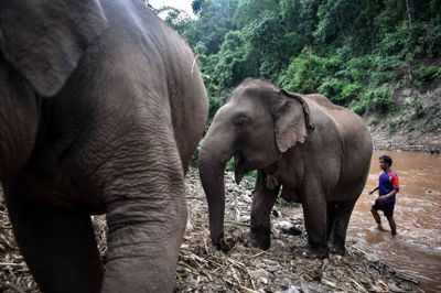Den asiatiske elefant, som lever i Thailand, er truet på globalt plan. Siden 1945 er bestanden ifølge WWF blevet reduceret med 45 procent. (Arkivfoto).