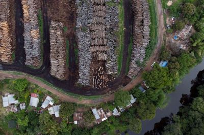 Træfældninger efterlader nøgne pletter i skovområder i byen Resistencia i Argentina, der er et af de lande, hvor fremmede hurtigtvoksende træarter udkonkurrerer landets oprindelige arter. (Arkivfoto).