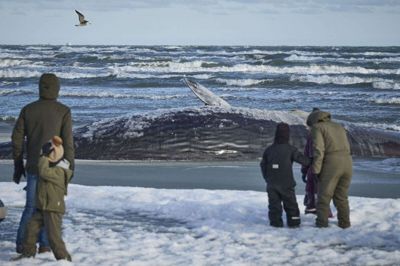 Billedet her er af den kaskelothval, der strandede for knap en uge siden i Ålbæk Bugt i Nordjylland. Hvalen blev bjærget, og det viste sig, at den havde store mængder fiskenet i maven og formentlig var omkommet af sult.