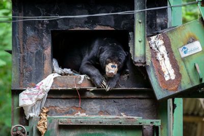 Mogens Trolle er nomineret til publikumsprisen ved Wildlife Photographer of the Year for et billede af en malajbjørn i en affaldscontainer.