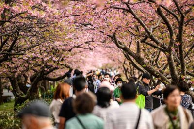 Omkring 200.000 turister besøger hvert år Arakuma Sengen Park i Fujiyoshida. Den massive turisme giver problemer for de lokale borgere, som bor i området. (Arkivfoto).