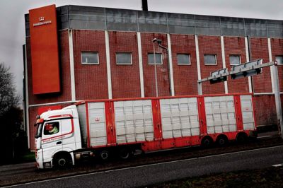 Danish Crown skal fyre 800. Det rammer ikke produktionen i Herning.