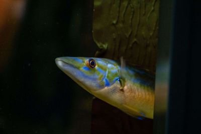 De markante blå striber på fisken her er et tegn på et igangværende kønsskifte, lyder det fra Øresundsakvariet.