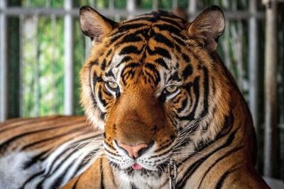 En tiger er fotograferet af turister i thailandske Pattaya i 2020. I løbet af februar 2026 har mindst 72 tigre mistet livet som følge af et virus i det nordlige Thailand. (Arkivfoto).