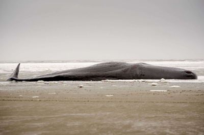 Kaskelothvalen fra Sønderho Strand er én af de obducerede hvaler. Det forventes, at der stadig blive lavet nye fund, når det endelige obduktionsresultat kommer frem. (Arkivfoto).