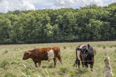 Køer af racen galloway, som her er fotograferet i Naturnationalpark Fussingø i juni 2025, er tirsdag fundet døde på landbruget Grantoftegaard. Der er tale om to køer, som formentlig er druknet i tøvejret, oplyser gårdens direktør. (Arkivfoto).