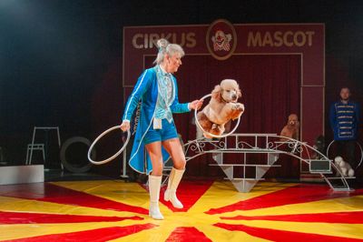 Marianne Deleuran, der er cirkusdirektør for Cirkus Mascot, er især kendt for sine hundekunster. Puddelhundene er en stor del af hendes liv, og dem kan hun ikke undvære.
