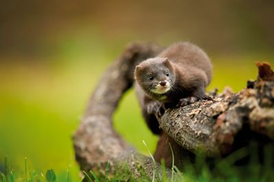 Flodilder er et lille rovdyr i mårfamilien. Arten var tidligere udbredt i store dele af Europa, men er i dag en af kontinentets mest truede pattedyrarter. Tilbagegangen skyldes blandt andet tab af levesteder og konkurrence fra den invasive amerikanske mink.