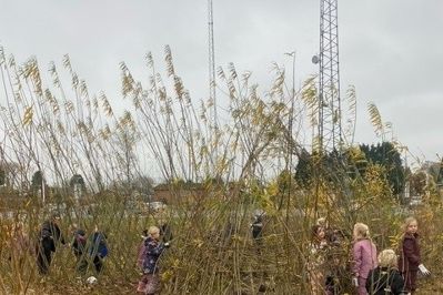 Ved klimahandledagen skal der arbejdes videre på kvashegnet ved Nørre Snede Skole.