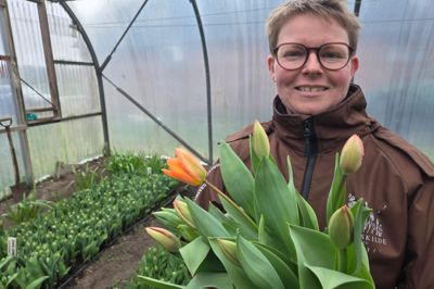 Tulipanarne indleder den sæson Charlotte Bøndergaard fra Væggerskilde Blomster holder allermest af, nemlig sommersæsonen, hvor hun nærmest udelukkende bruger egne blomster i buketterne. Den sæson begynder med tulipanerne, og lige om lidt fortsætter den med stauder fra egen have.