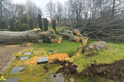 Det store bøgetræ, der ødelagde noget af Sjørslev Kirkegård ved sit fald, er nu skåret op og skal fjernes.