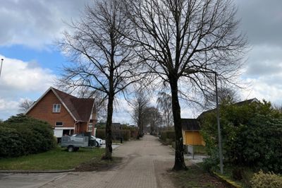 Gjellerupbakken - set fra passagen fra Kirkevænget - med nogle af de høje gamle lindetræer, der står til at blive fældet i forbindelse med kloakarbejde.