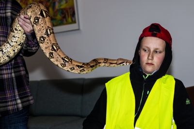 En af prøvelserne til udskillelsesløbet var, at deltagerne skulle håndtere en kvælerslange. Her er det Alfred Damgaard, der nærmest får et kys af den to meter lange kongeboa, der oprindeligt stammer fra Sydamerika.