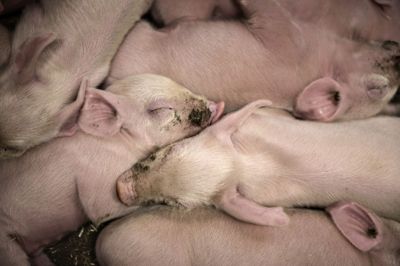 Et studie fra Aarhus Universitet viser, at der kan være forøget risiko for at blive smittet af husdyr-MRSA, hvis man bor i nærheden af en svinefarm.