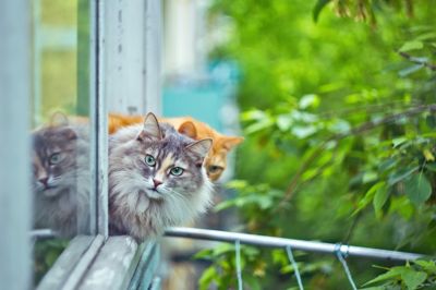 Statistikker fra Agria Dyreforsikring viser, at antallet af tilskadekomne katte, der er faldet ned fra store højder, de såkaldte nedfaldskatte, stiger markant forår og sommer.