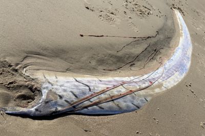 Sildekongen blev fundet ved stranden i Løkken i Nordjylland.