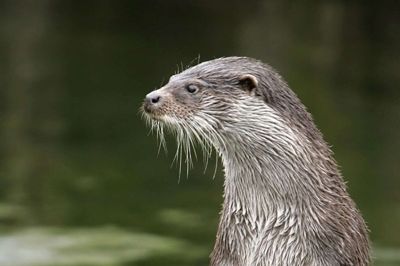 Flere folk har på det seneste haft nogle mærkværdige oplevelser med oddere - blandt andet i Sunds. Foto: Jens Anker Tvedebrink