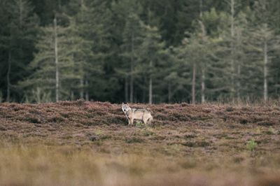 Ulv fotograferet i Vestjylland i september 2025. Ulve må kun skydes, hvis de regnes som problemulve, og der er givet tilladelse.