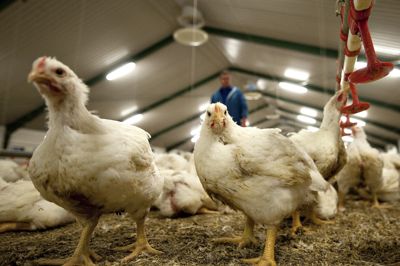 Der produceres cirka 120 millioner slagtekyllinger om året i Danmark.