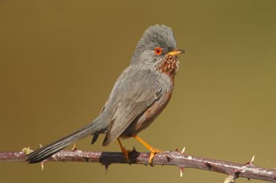 En fugl af arten Provencesanger er søndag for første gang blevet spottet i Danmark. Fuglen blev set nord for Frederikshavn, men billedet her er et arkivfoto.