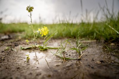Mandag kan der stedvist falde mellem 15 og 20 millimeter. De største mængder vil falde på Lolland-Falster og det sydlige Sjælland, siger Klaus Larsen, der er vagthavende meteorolog ved Danmarks Meteorologiske Institut (DMI).