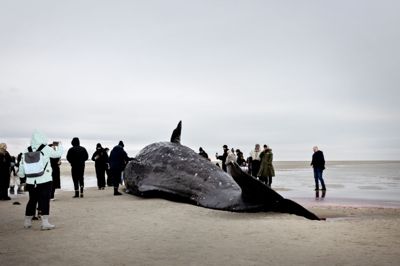 En hval, der formodes at være død, er strandet ved Anholt. Også tidligere på året strandede flere hvaler rundtomkring i Danmark. Blandt andet ved Blåvandshuk i februar, hvor billedet stammer fra.
