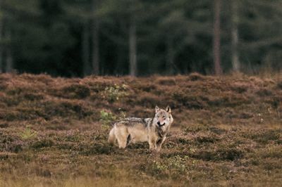 Efter flere hændelser med nærgående ulve i området omkring Oksbøl, Blåvand og Vejers er der nu givet mulighed for, at private kan søge om tilladelse til at skyde problemulve. Ulven på billedet er fotograferet i den vestjyske natur i september 2025.