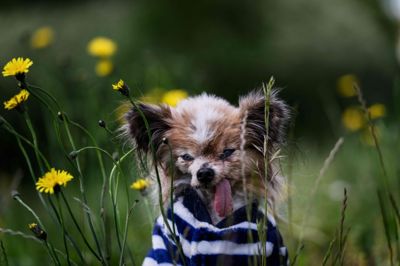 Lazare var en hund af racen papillon, også kendt som fransk dværgspaniel. Tidligere på ugen blev der taget billeder af den 30 år gamle hund.