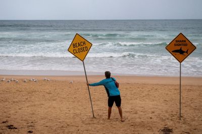 En livredder sætter i et billede fra januar skilte op for at advare mod hajer på Manly Beach i det nordlige Sydney efter en serie af hajangreb inden for få dage.