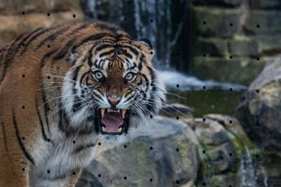 I Leipzig er en undsluppen tiger fra et privat anlæg blevet skudt. Her ses en tiger i den zoologiske have i Berlin i marts 2026.