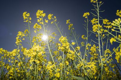I slutningen af ugen giver vejret god grund til at finde parasol og solcreme frem, fortæller vagthavende meteorolog ved DMI mandag morgen. (Arkivfoto).